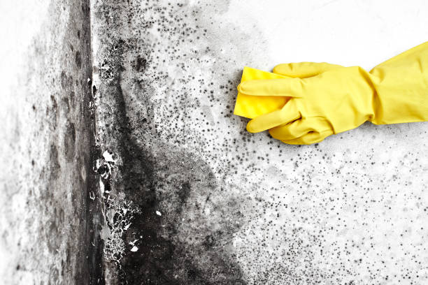 Best Kitchen Mold Remediation in Eidson Road, TX