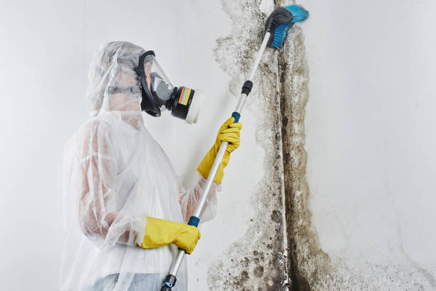 Best DIY Mold Remediation Support Services in Eidson Road, TX