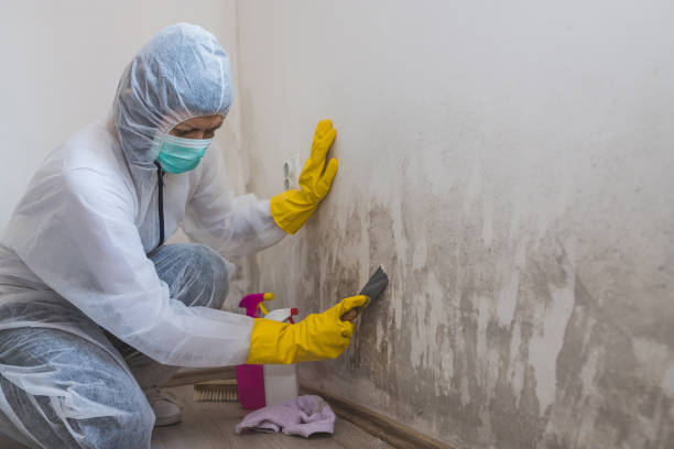 Best Bathroom Mold Remediation in Eidson Road, TX
