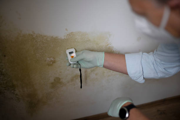 Best Mold Remediation for Schools in Eidson Road, TX