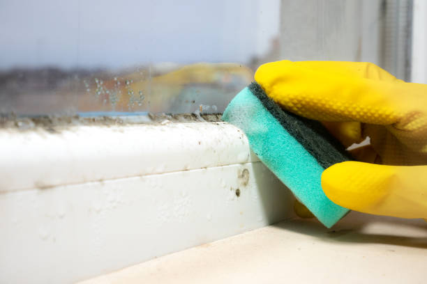 Best Insurance-Related Mold Remediation in Eidson Road, TX