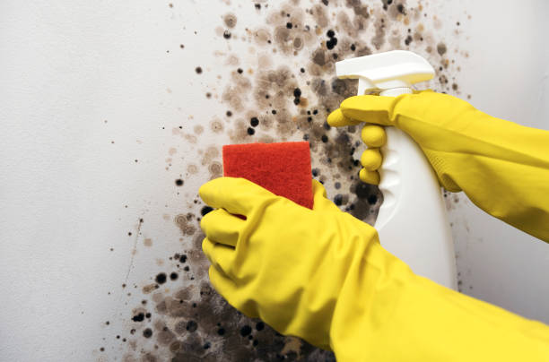 Best Health and Safety Mold Remediation in Eidson Road, TX