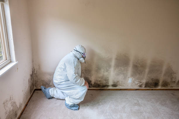 Best Mold Testing and Inspection Services in Eidson Road, TX