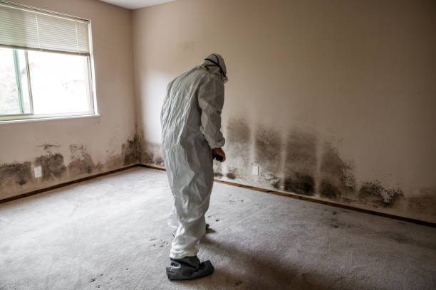 Professional Mold Remediation in Eidson Road, TX