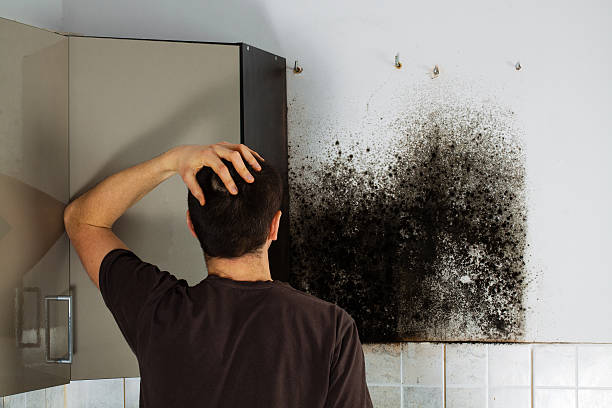 Best Localized Mold Remediation (e.g., coastal areas, humid climates) in Eidson Road, TX